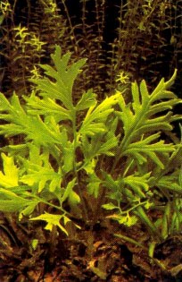 Ceratopteris cornuta